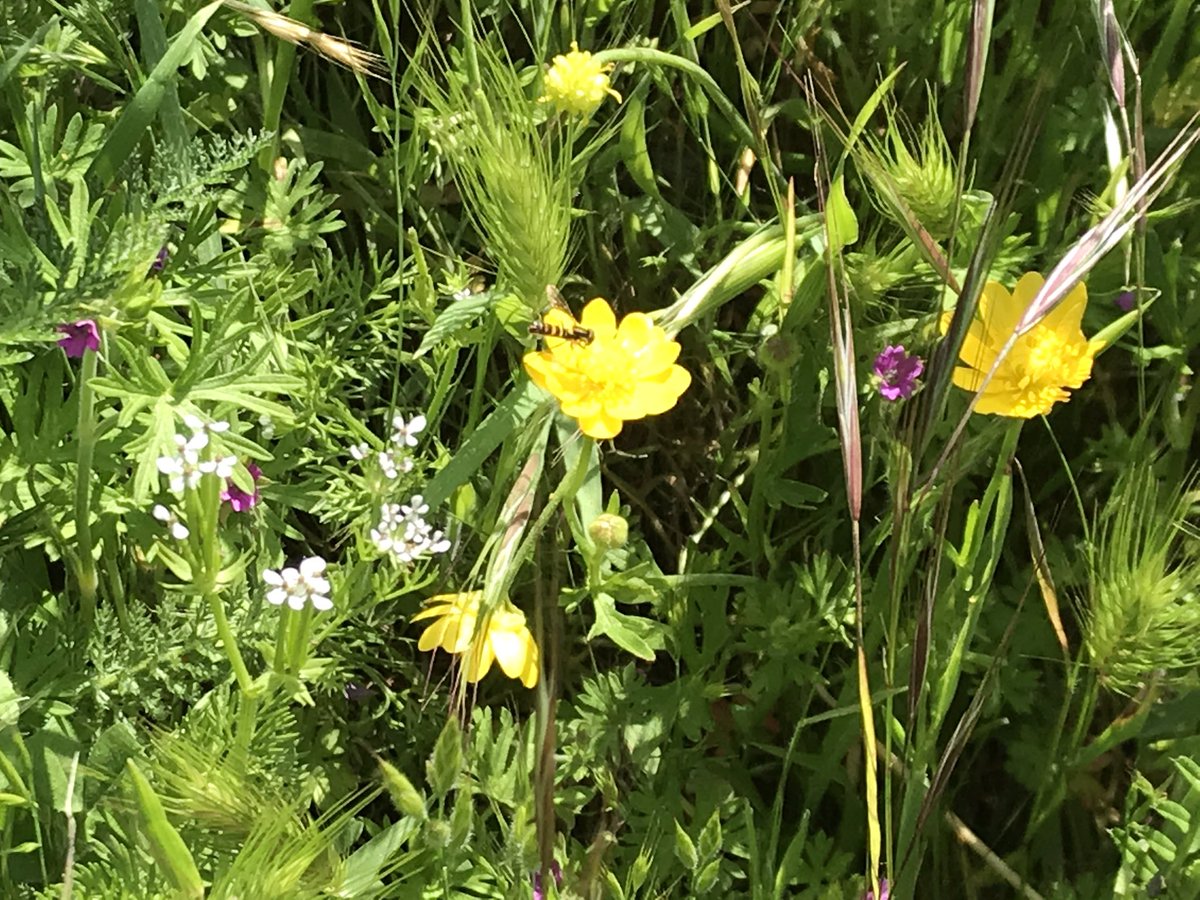 Upon reaching the trail i was greeted by the beautiful bright colors of California poppy (Eschscholzia californica) and California buttercup (Rananculus californicus) - inadvertently captured a little hover fly visiting in last pic!  #berkeleyadventures 8/12