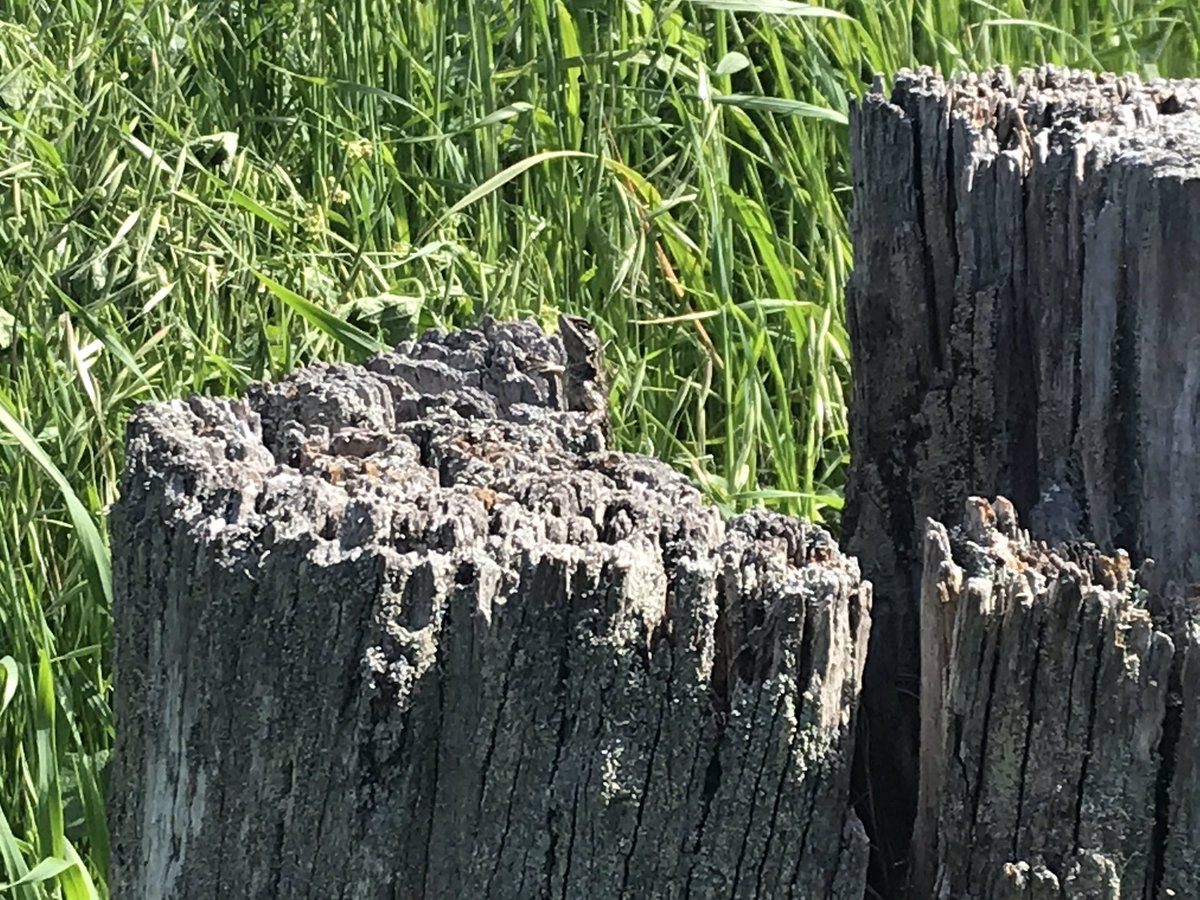 Played peekaboo with a handsome Western Fence Lizard (Sceloporus occidentalis) only to find its neighbor to be much bolder...  #berkeleyadventures 9/12