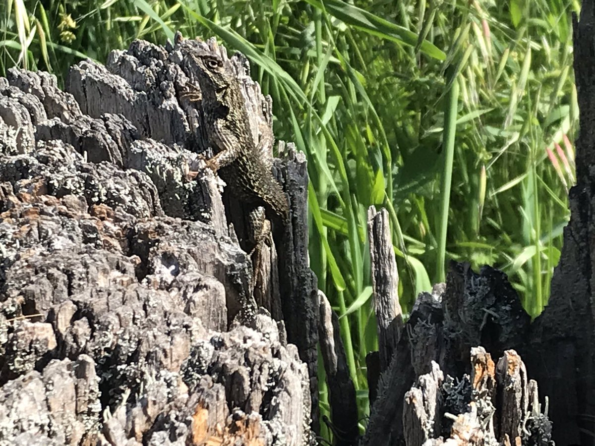 Played peekaboo with a handsome Western Fence Lizard (Sceloporus occidentalis) only to find its neighbor to be much bolder...  #berkeleyadventures 9/12