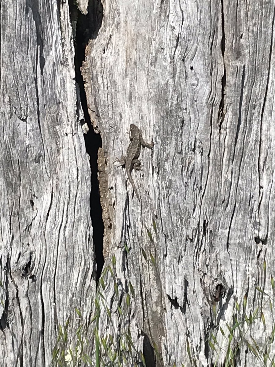 Played peekaboo with a handsome Western Fence Lizard (Sceloporus occidentalis) only to find its neighbor to be much bolder...  #berkeleyadventures 9/12