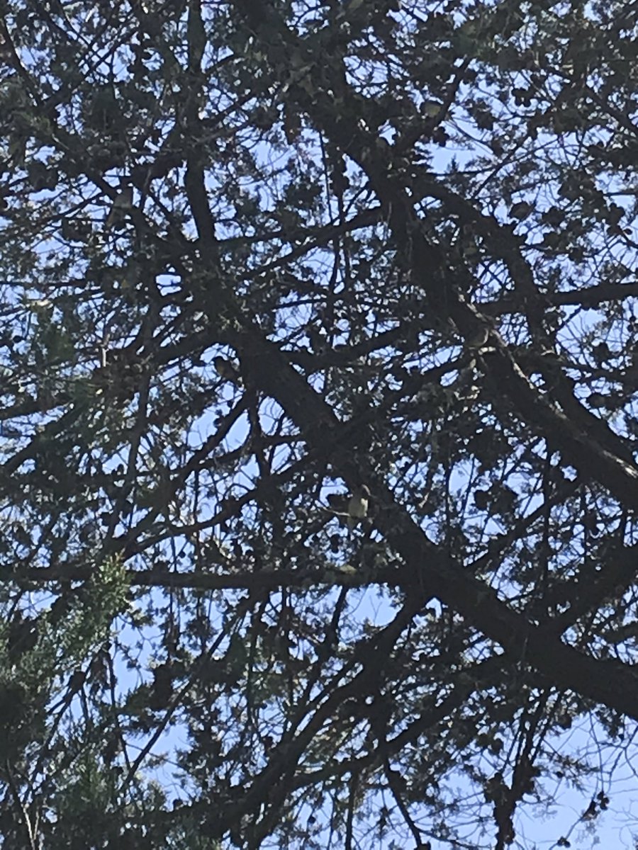 And I know you can’t actually see them, but there’s a gob tun of Cedar Waxwings (Bombycilla cedrorum) in this incredibly backlit silhouetted tree. I swear. Their high pitched Tzee-tzee calls were ringing in the air.  #berkeleyadventures 10/12