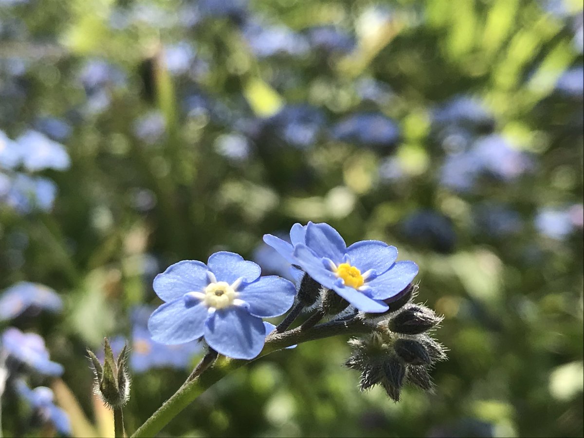 Last flowers along the trail were Forget-Me-Nots (Myosotis). They may not be native, but they were a perfect ending to my walk. They were one of my grandmother’s favorite flowers.  #berkeleyadventures 11/12