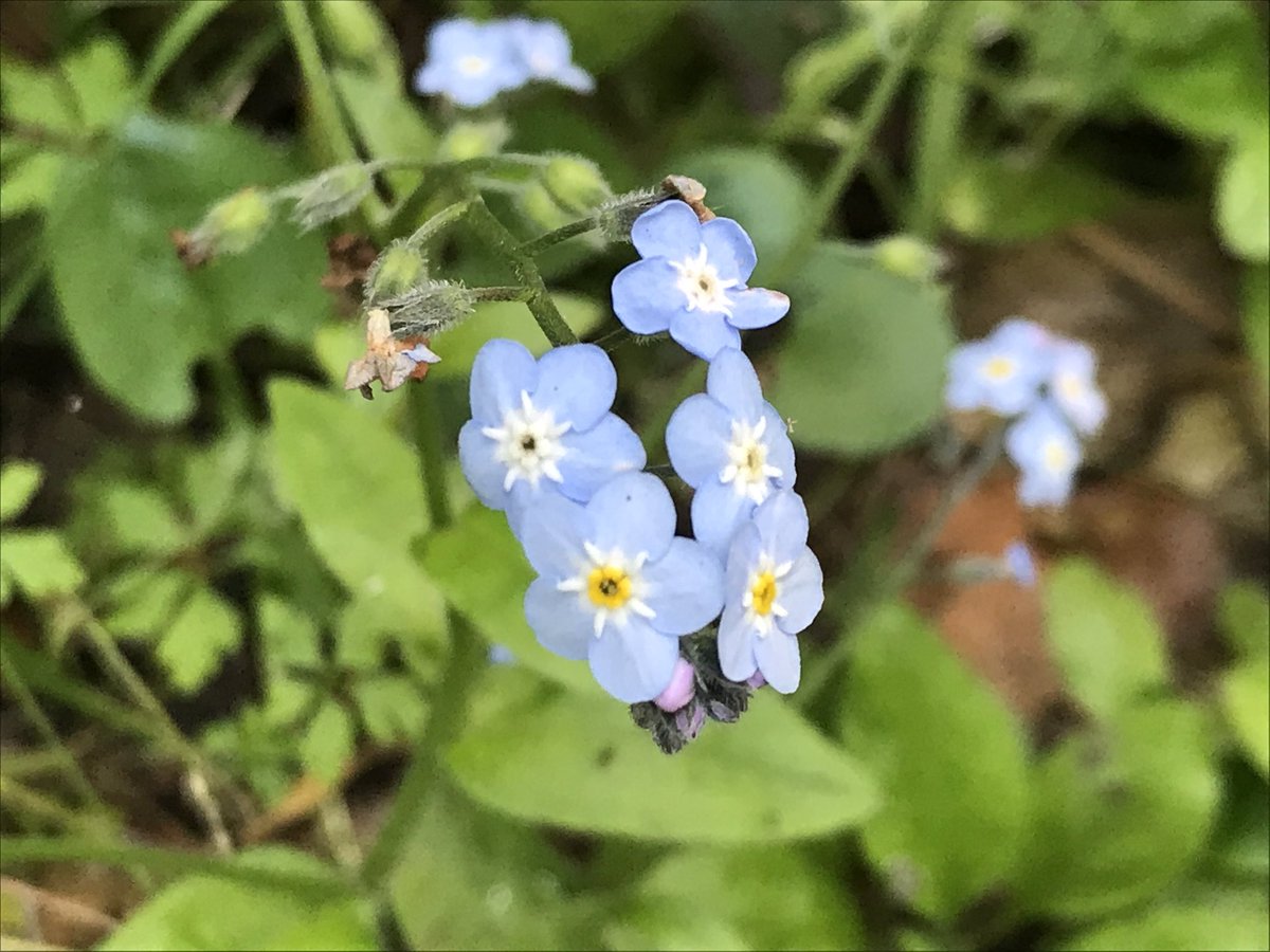 Last flowers along the trail were Forget-Me-Nots (Myosotis). They may not be native, but they were a perfect ending to my walk. They were one of my grandmother’s favorite flowers.  #berkeleyadventures 11/12