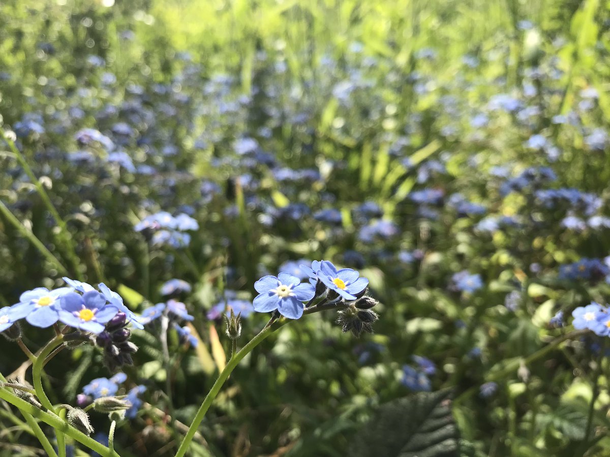 Last flowers along the trail were Forget-Me-Nots (Myosotis). They may not be native, but they were a perfect ending to my walk. They were one of my grandmother’s favorite flowers.  #berkeleyadventures 11/12