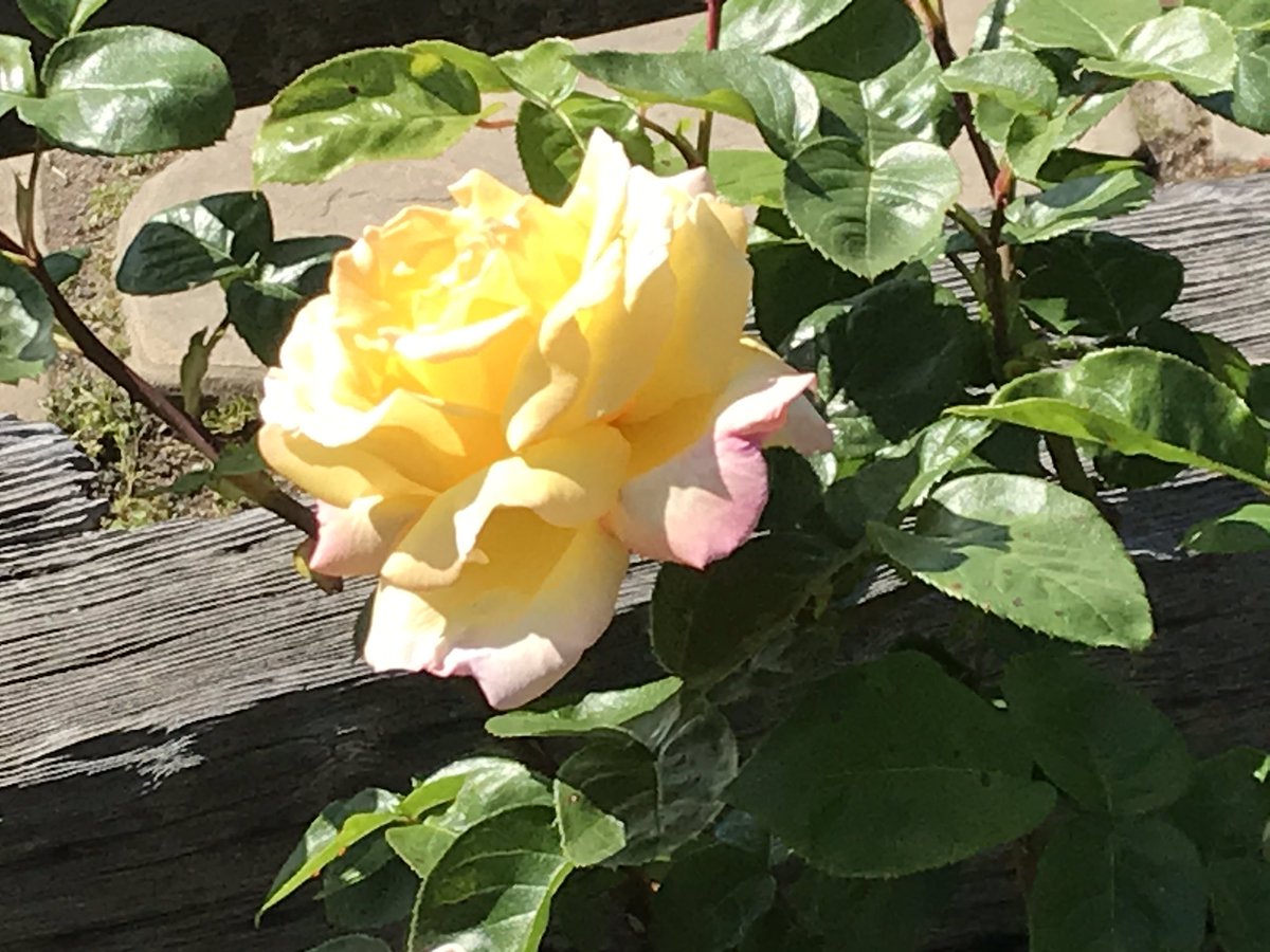 I ended the day at the Berkeley Rose Garden. Roses will always be one of my favorites, as I have been a rose gardener for many years, and I was delighted to find my favorite rose in glorious bloom: the Peace Rose.  #berkeleyadventures 12/12 Fin.