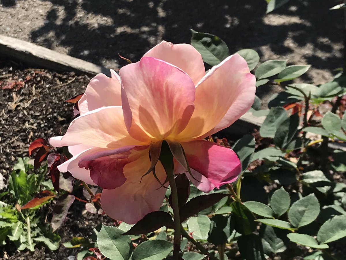 I ended the day at the Berkeley Rose Garden. Roses will always be one of my favorites, as I have been a rose gardener for many years, and I was delighted to find my favorite rose in glorious bloom: the Peace Rose.  #berkeleyadventures 12/12 Fin.