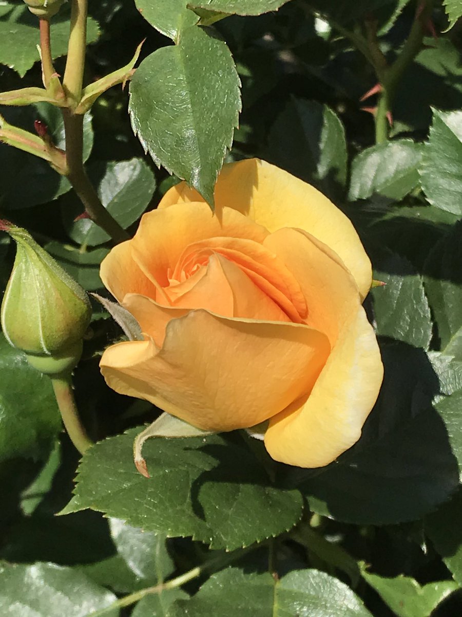 I ended the day at the Berkeley Rose Garden. Roses will always be one of my favorites, as I have been a rose gardener for many years, and I was delighted to find my favorite rose in glorious bloom: the Peace Rose.  #berkeleyadventures 12/12 Fin.