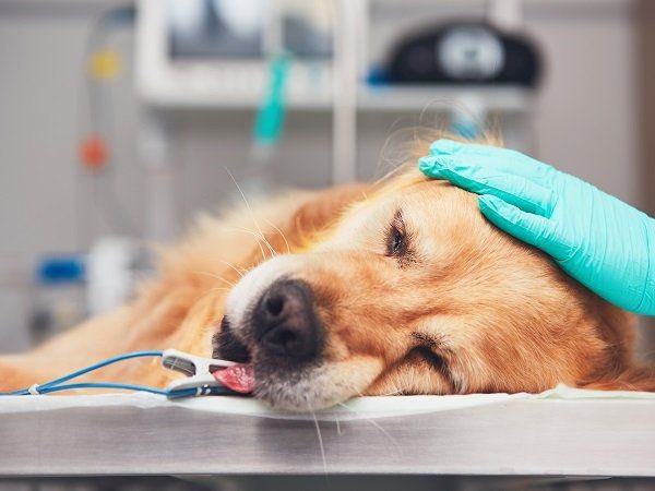 Guías de #anestesia de <a href="/AAHAHealthyPet/">American Animal Hospital Association</a>. Calentitas y recién salidas del horno! Actualizadas después de 9 años y con un montón de información adicional útil sobre la evaluación preanestésica, manejo perioperatorio, complicaciones, etc. aaha.org/anesthesia
