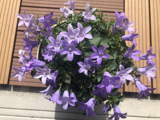 ラプンツェルが髪につけた花の種類や名前は 実在する品種なのか ネット上の様々な情報を収集する不思議な図書館