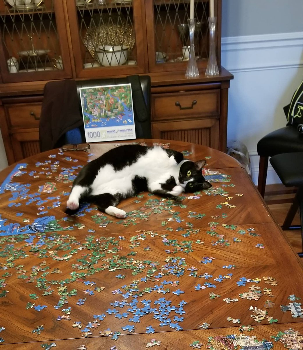 JenniferFarrand's tweet photo. A puzzle master she is not! #sillykitty #daywhatever #keepthemindsharp https://t.co/Vy4j5qeOzN