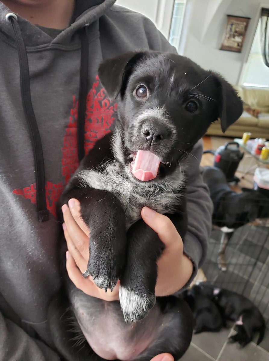 A little puppy cuteness to wrap the day. #fostertails #puppybreath