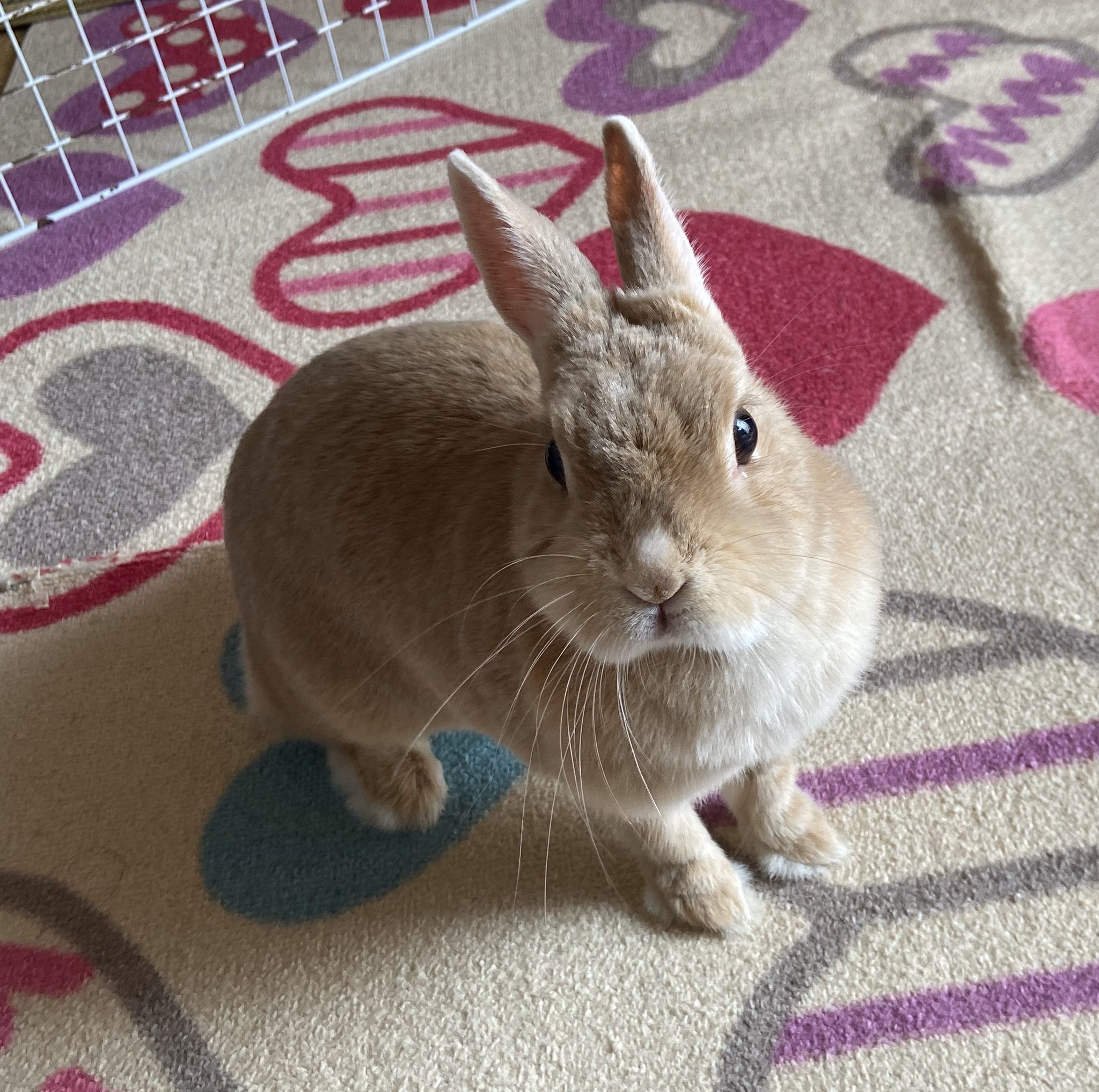 5踏み そういえば先日飼っているウサギが9歳になった 人間の年齢に換算すると70代 80代前半 メスなので立派なbbaなのだが今のところだいぶ元気 この歳にもなってくると加齢や病気の影響がモロに出てくるから注意は必要かな T Co Prmj8zat78