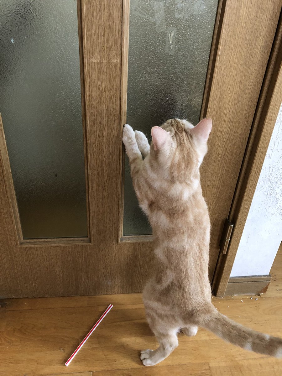 立ってる猫 Twitter Search 立ってる猫 Twitter Search