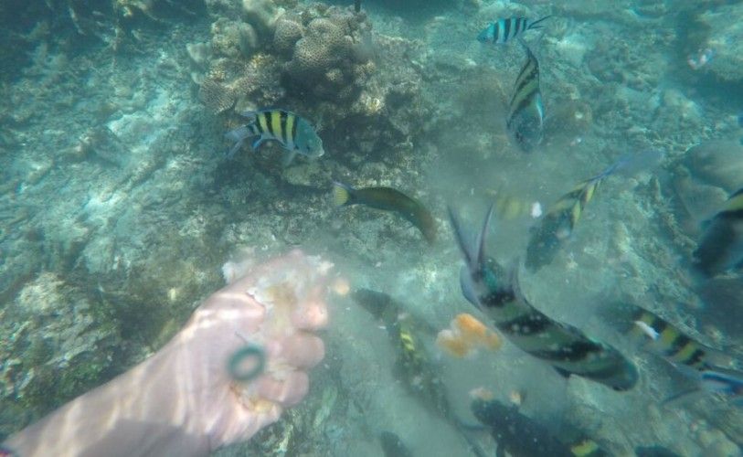 gogonesia's tweet photo. Dahulu Pulau Harapan tidak berpenghuni, kemudian penduduk di Pulau Kelapa berharap agar Pulau Harapan tersebut berpenghuni dan mendapatkan kehidupan yang lebih baik https://t.co/NZmSAfhOtu

#pulauharapan #harapanisland #pulauseribu https://t.co/xMO1e8HHBI