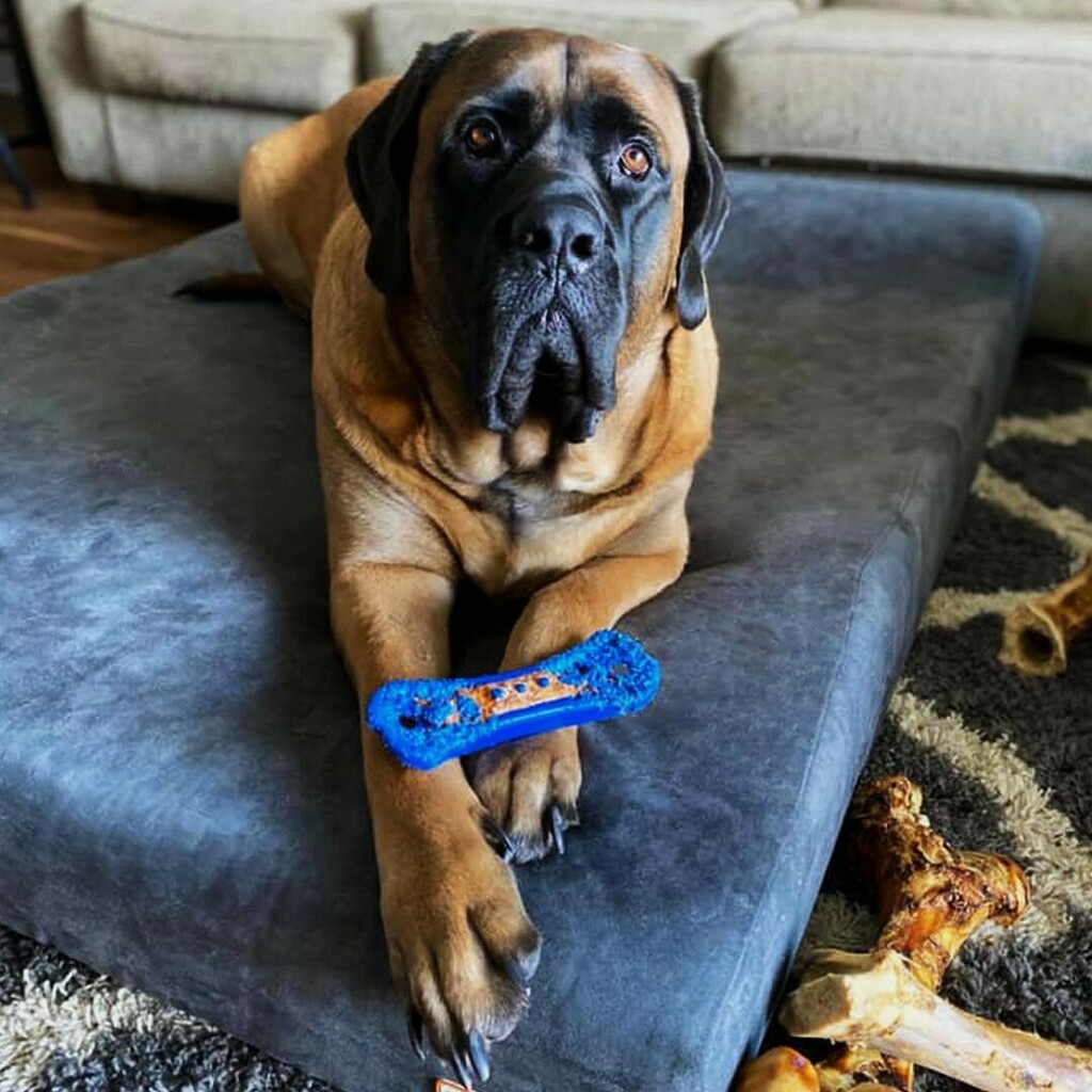 bigbarkerusa's tweet photo. What a handsome pup on his Big Barker bed!! 😊 Tank says "Thank you for such a great bed!!" #mastifflife #mastiffgram #mastiffsofinstagram #mastiffs #mastifflove #mastifflovers #mastiffsofig #mastifflover #mastiffsrule #bigdogs #bigbarker #madeinameri… https://t.co/pfpCwqCiJP https://t.co/RbyOsUCACN