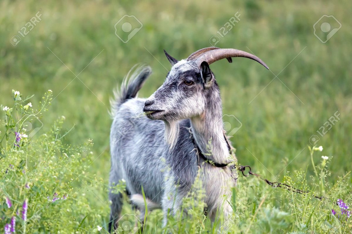 Harry Kane as a goatA Thread