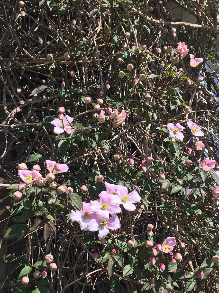 Jan_Lentzos's tweet photo. Clematis update...
🌸 🌸 🌸 🌸 🌸 🌸 🌸 🌸 🌸 
#ClematisBuds #ClematisFlowers #MyGarden #Clematis #SpringGrowth #FloweringVine #InMyGarden #ByMyWindows #Leaves #FlowerBuds #Flowers #BeeFriendly #ClematisMontana #InOurGarden #WildlifeGarden #ClimbingVine #AtTheFrontOfMyHouse https://t.co/02eleCr7Yy