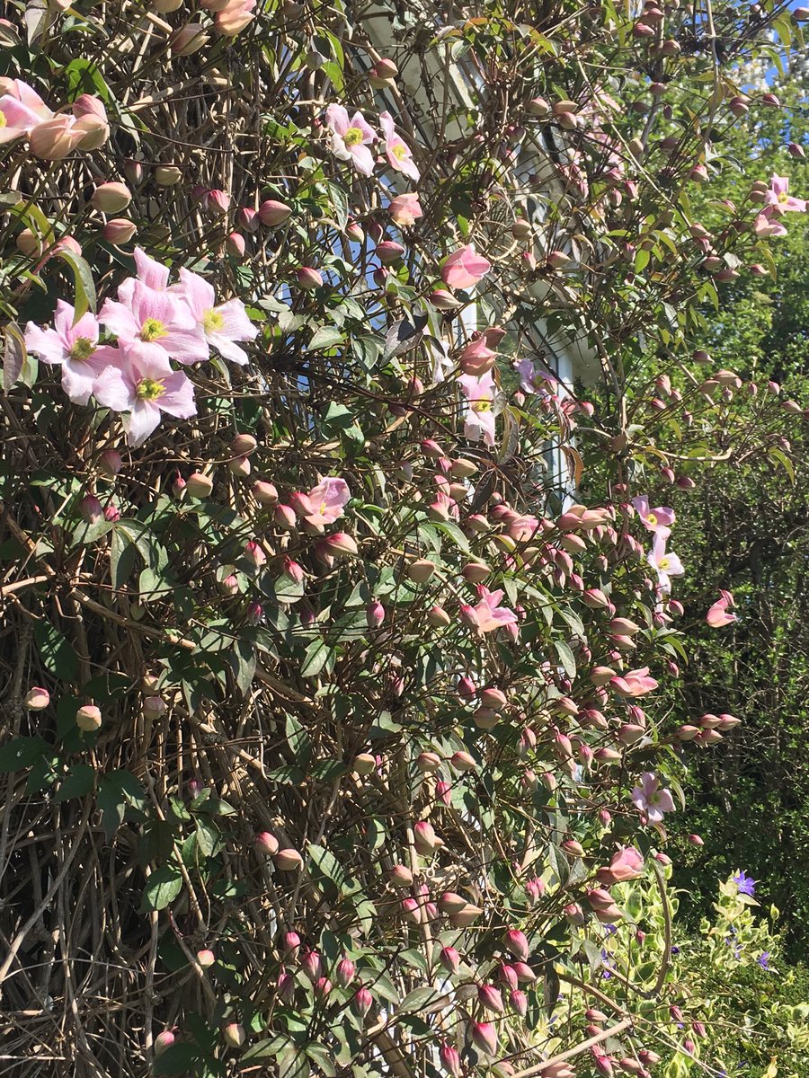 Jan_Lentzos's tweet photo. Clematis update...
🌸 🌸 🌸 🌸 🌸 🌸 🌸 🌸 🌸 
#ClematisBuds #ClematisFlowers #MyGarden #Clematis #SpringGrowth #FloweringVine #InMyGarden #ByMyWindows #Leaves #FlowerBuds #Flowers #BeeFriendly #ClematisMontana #InOurGarden #WildlifeGarden #ClimbingVine #AtTheFrontOfMyHouse https://t.co/02eleCr7Yy
