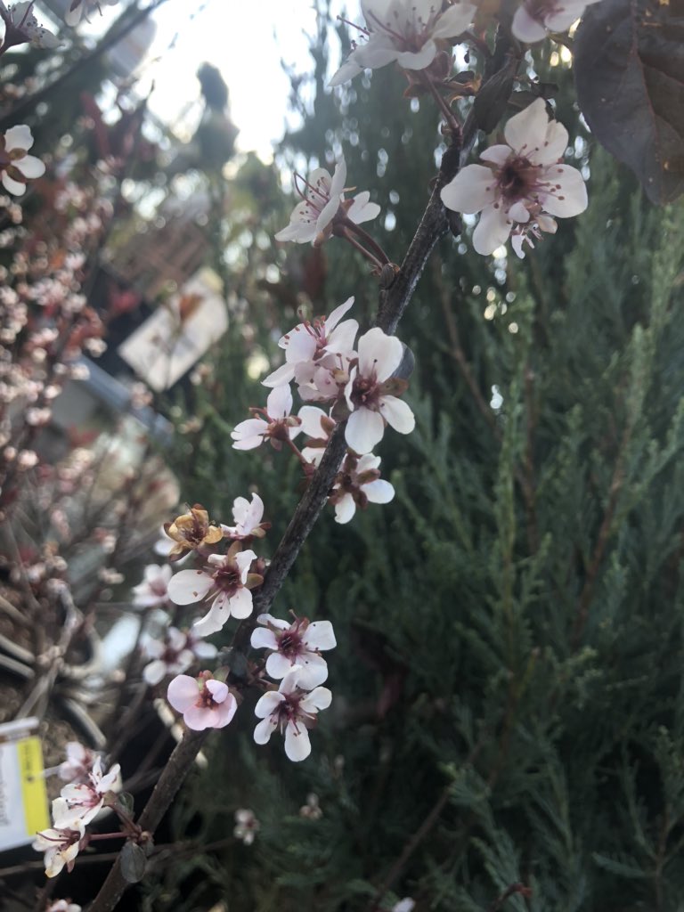 Healthier_Heath's tweet photo. Sweet looking tree/shrub.  #thd #spring #flower #tree #str2219 https://t.co/KCCyOYJngS