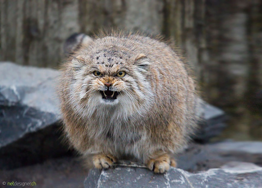  https://www.etsy.com/listing/650440401/big-and-wild-cats-pallas-cat-silver-hardToday I am going to highlight the Pallas's Cat! Similar to the Tibetan Fox, they have a face designed for memes.But instead of looking like bad taxidermy, they are the CHONK whiskery grandpa of cats, with only 2 modes:G R O M P YandLAUGH AT OWN JOKE!!