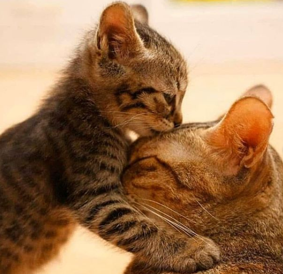 lover_ideas's tweet photo. Cats just want to be loved! Well, most cats🤪😾❤️
Tag A Friend Who Should See This💫🤩 Follow @funnycatloverideas for more!
#CatsOfTwitter #catsofinstagramv #catsoftheday #catstyle #funnycatloverideas https://t.co/VQkSkhl9Yo