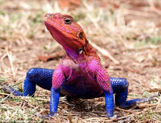 ジーベンロック フジエ ムワンザ アガマトカゲ タンザニア ルワンダ ケニヤで見られるとあるヒーローによく似たトカゲ 通称スパイダーマントカゲ いきもの学習 ジーベンロック フジエ ムワンザ アガマトカゲ タンザニア ルワンダ ケニヤで見られるとあるヒーローによく似たトカゲ 通称スパイダーマントカゲ いきもの学習