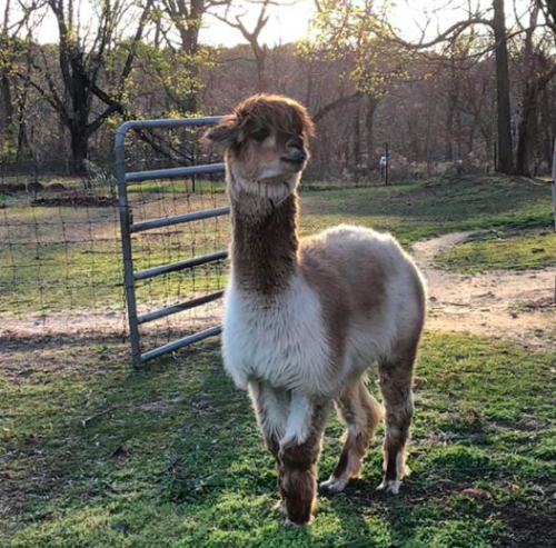 polly's tweet photo. a lady in long island is offering up zooms with her alpacas. $20 for 20 minutes, four alpacas included. https://t.co/01MpaPJn4Q