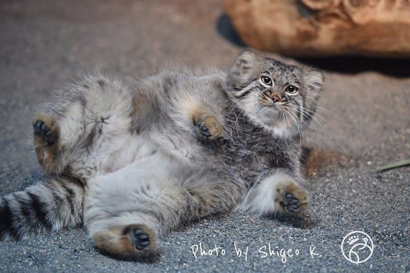 Pallas cats are good round bois, perhaps best described as an "absolute unit"This is because they have the longest and densest fur of any cat to help keep them warm on snow or frozen ground.In reality, they are about 5-10 pounds, or, the size of a small to medium housecat.