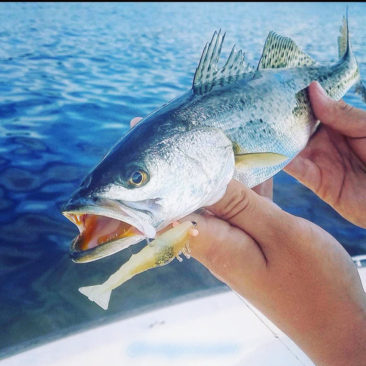 Shrimp is what’s on the menu! 🦐🍤 #knottyencounters #trout #doalures #troutfishing #ladyangler #girlswhofish #saltlife #pelagicworldwide