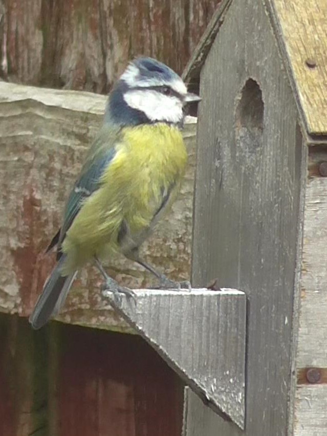 AnneAmjo's tweet photo. @BBCBreakfast @UKScouting bird box made at scouts 3 years ago has its first resident in our garden. https://t.co/e7l65p01pj