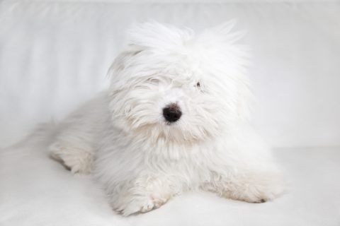 コトン ド テュレアール Coton De Tulear Japaneseclass Jp