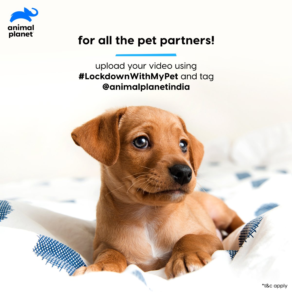 Animal Planet India on Twitter: Animal Planet India on Twitter:
