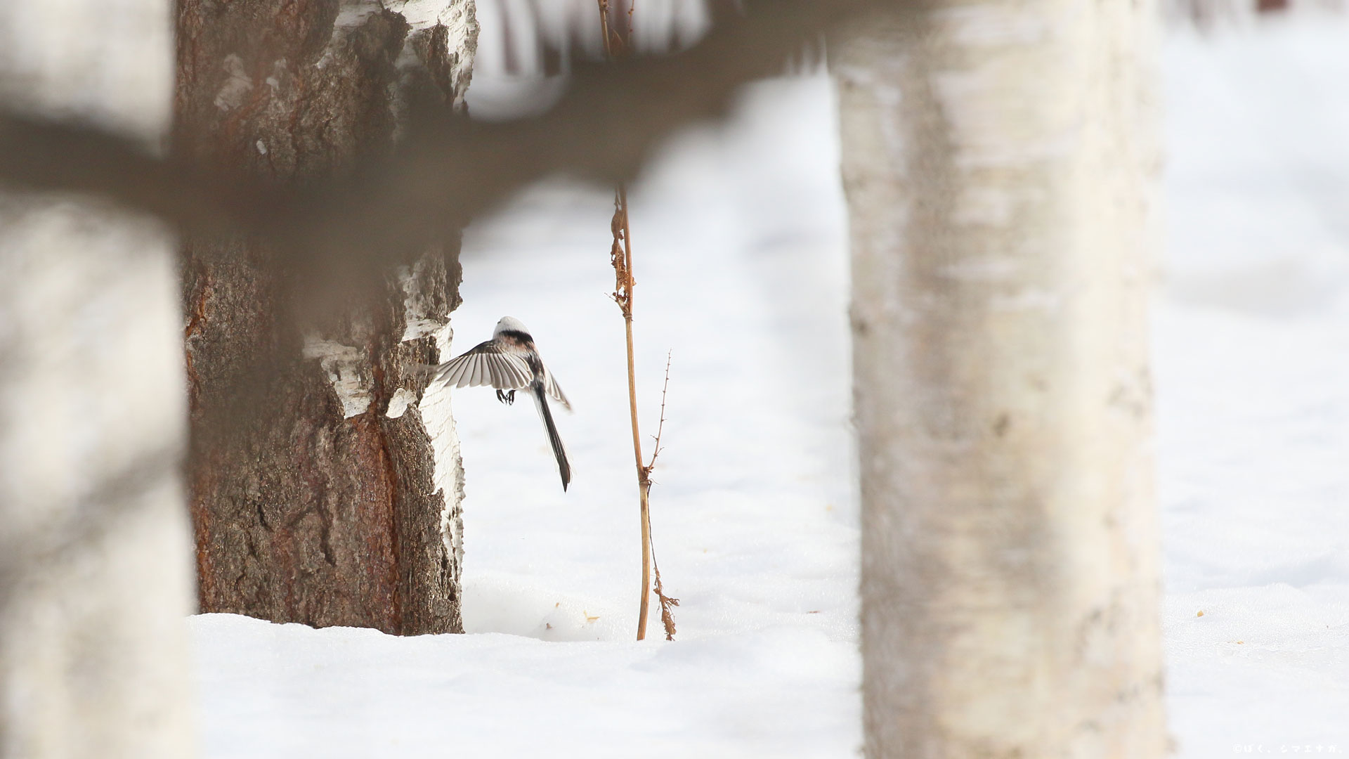 ぼく シマエナガ ウェブ会議とかの背景につかえる画像をどうぞ シマエナガの可愛さで仕事にならない場合がありますのでご注意ください