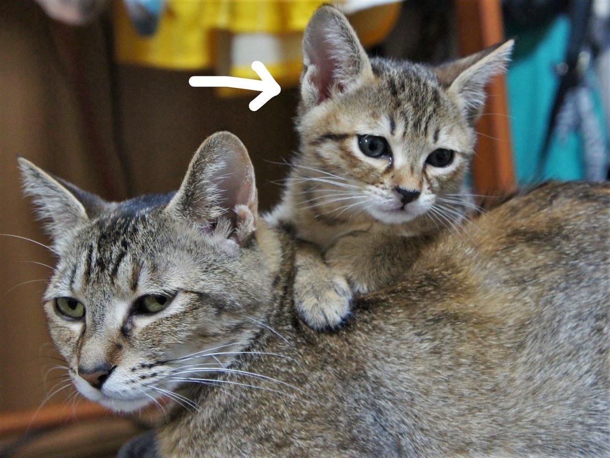 衝撃的な これがこうやで 猫さんの成長を拝見するタグに母より大きく育った息子猫さんが投稿され話題に ママの愛でこんなに大きくなりました Togetter