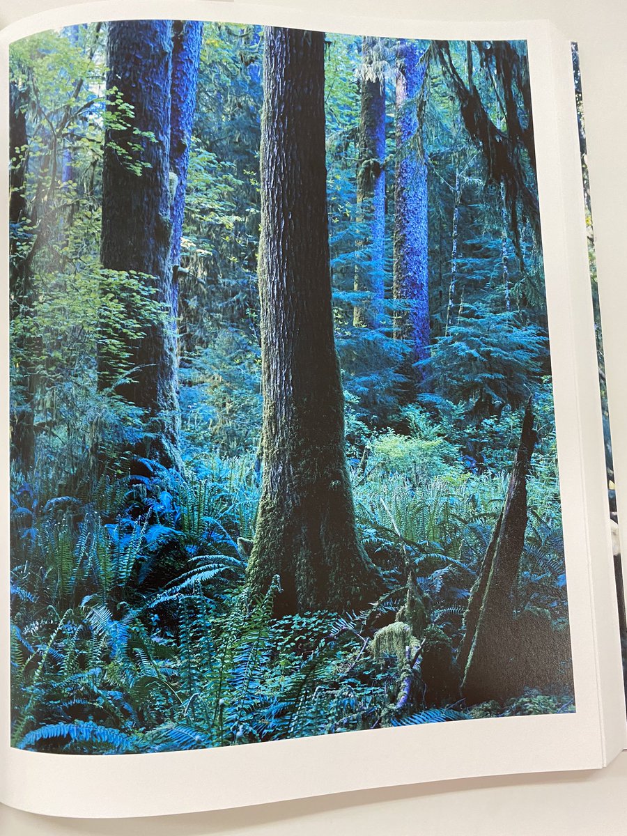 上田義彦写真集 FOREST 印象と記憶 1989-2017 上田義彦写真集 FOREST 印象と記憶 1989-2017｜青幻舎 SEIGENSHA