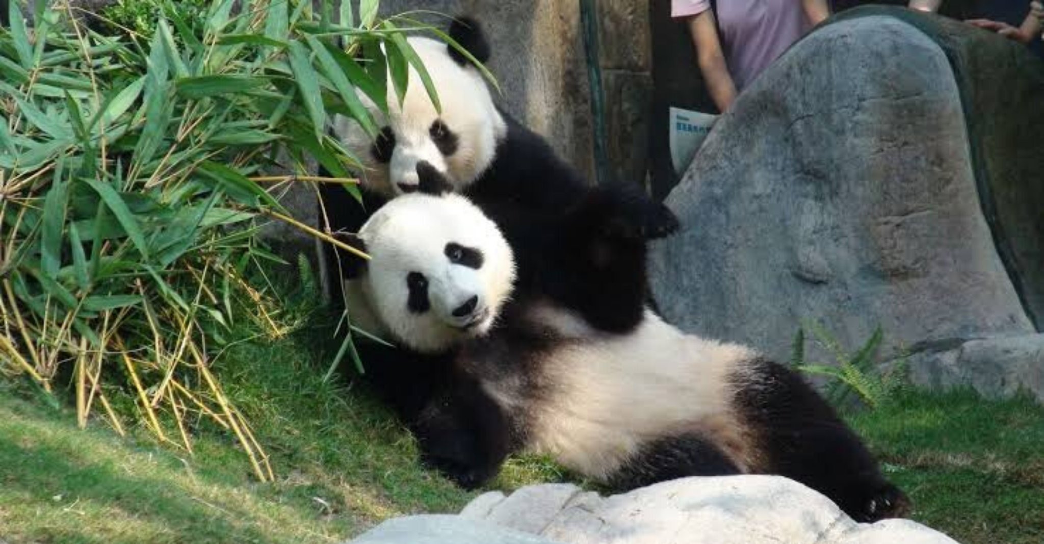 Pet Fed on Twitter "Thanks to the privacy fueled by the Coronavirus