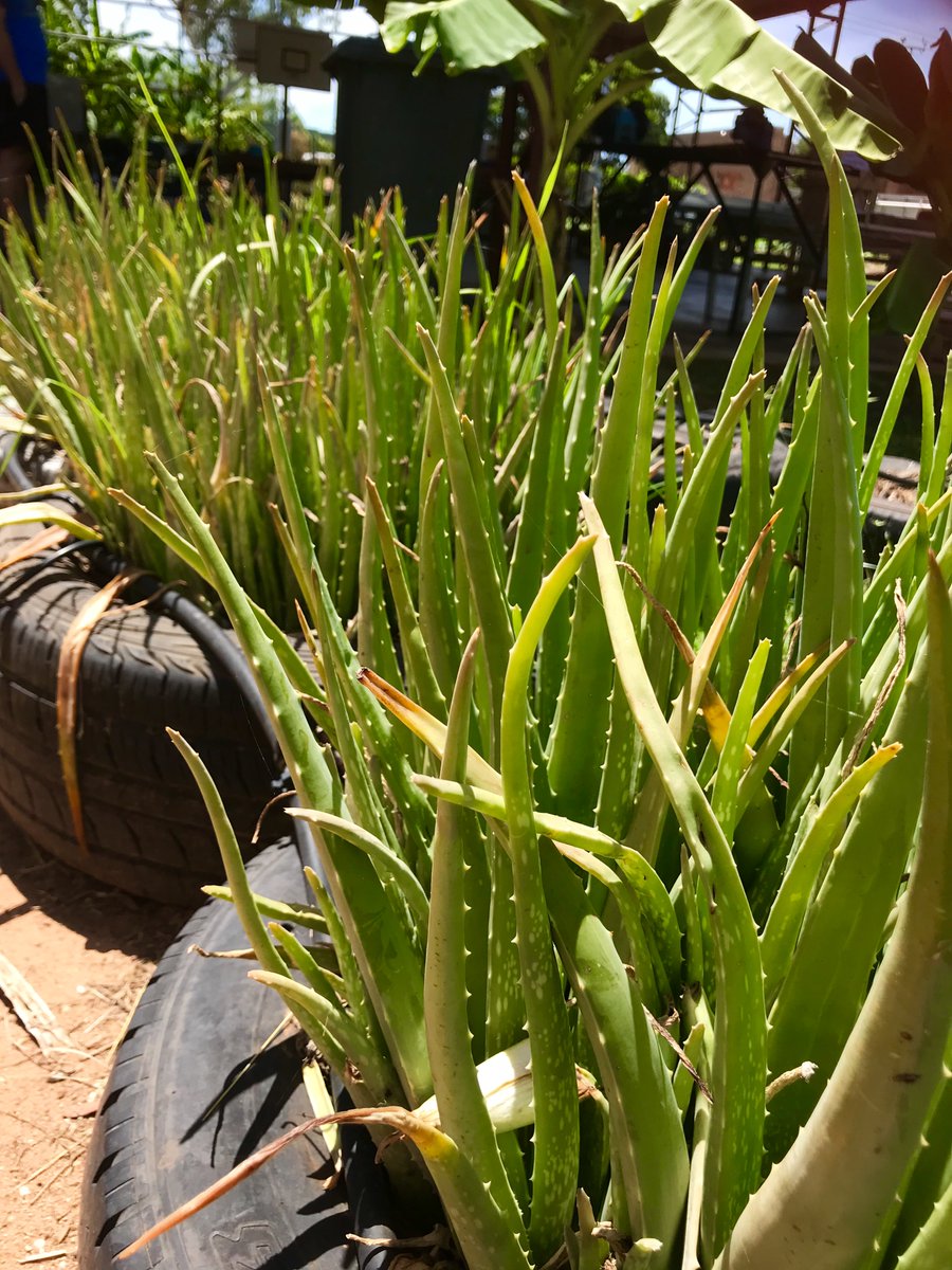 Food Ladder (@foodladder) on Twitter photo Using recycled materials, like old tyres, paint tins and jam jars, is not only good for the planet, it also helps you save money! When it comes to gardening, your imagination is your only limitation. #TipTuesday Using recycled materials, like old tyres, paint tins and jam jars, is not only good for the planet, it also helps you save money! When it comes to gardening, your imagination is your only limitation. #TipTuesday