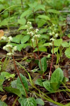北海道大学 研究成果 イチヤクソウのアルビノを札幌で発見 ラン科以外の被子植物で初 総合博物館 助教 首藤光太郎 詳細はこちら T Co Vhtosdpwcs 北海道大学 研究成果 イチヤクソウのアルビノを札幌で発見 ラン科以外の被子植物で初 総合博物館 助教 首藤光太郎 詳細はこちら T Co Vhtosdpwcs