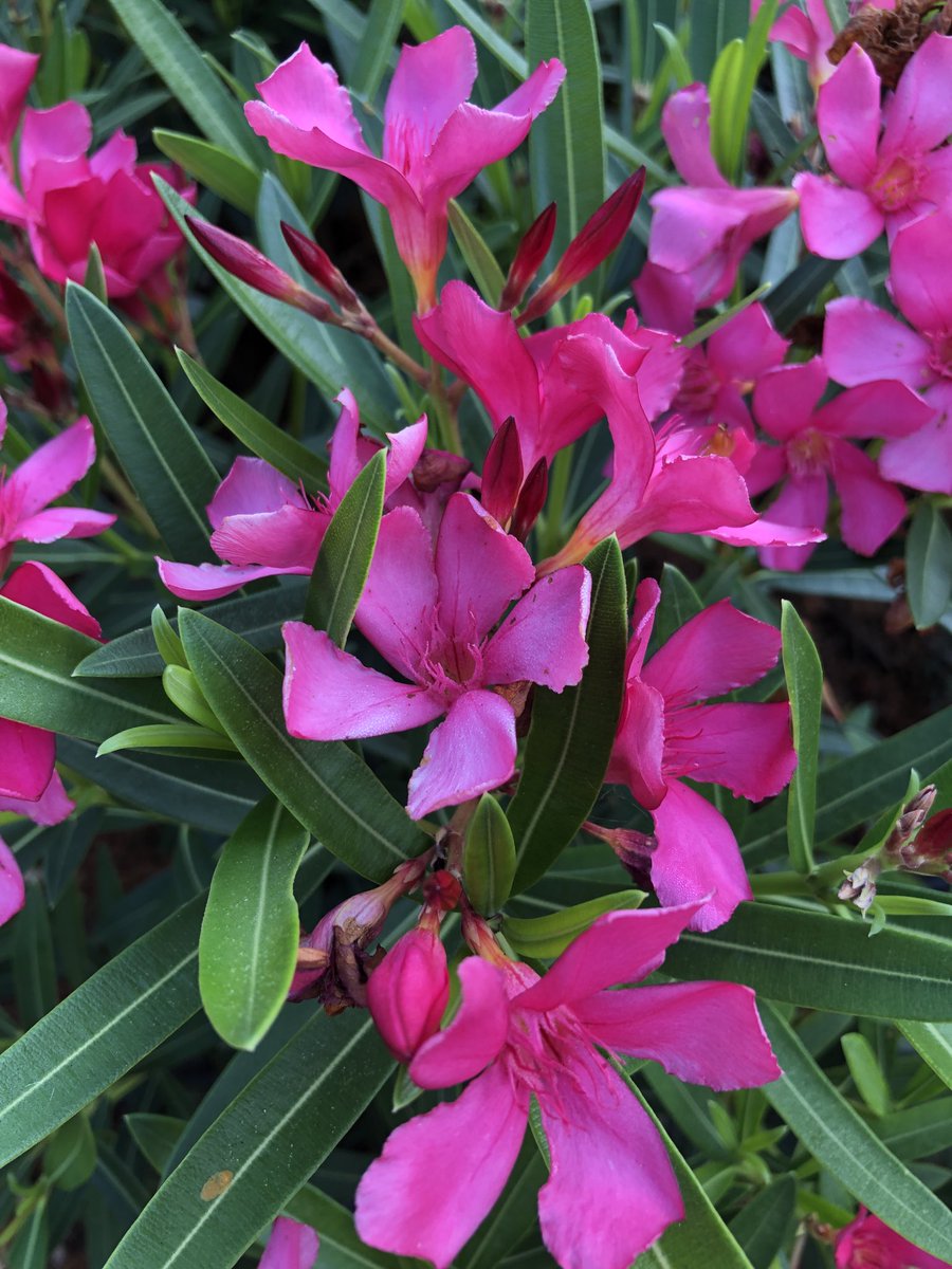 vrundavs's tweet photo. To be in...
Pink of health..
A wish for all...
#pinkispretty💗💖 https://t.co/VEQKHznhhG