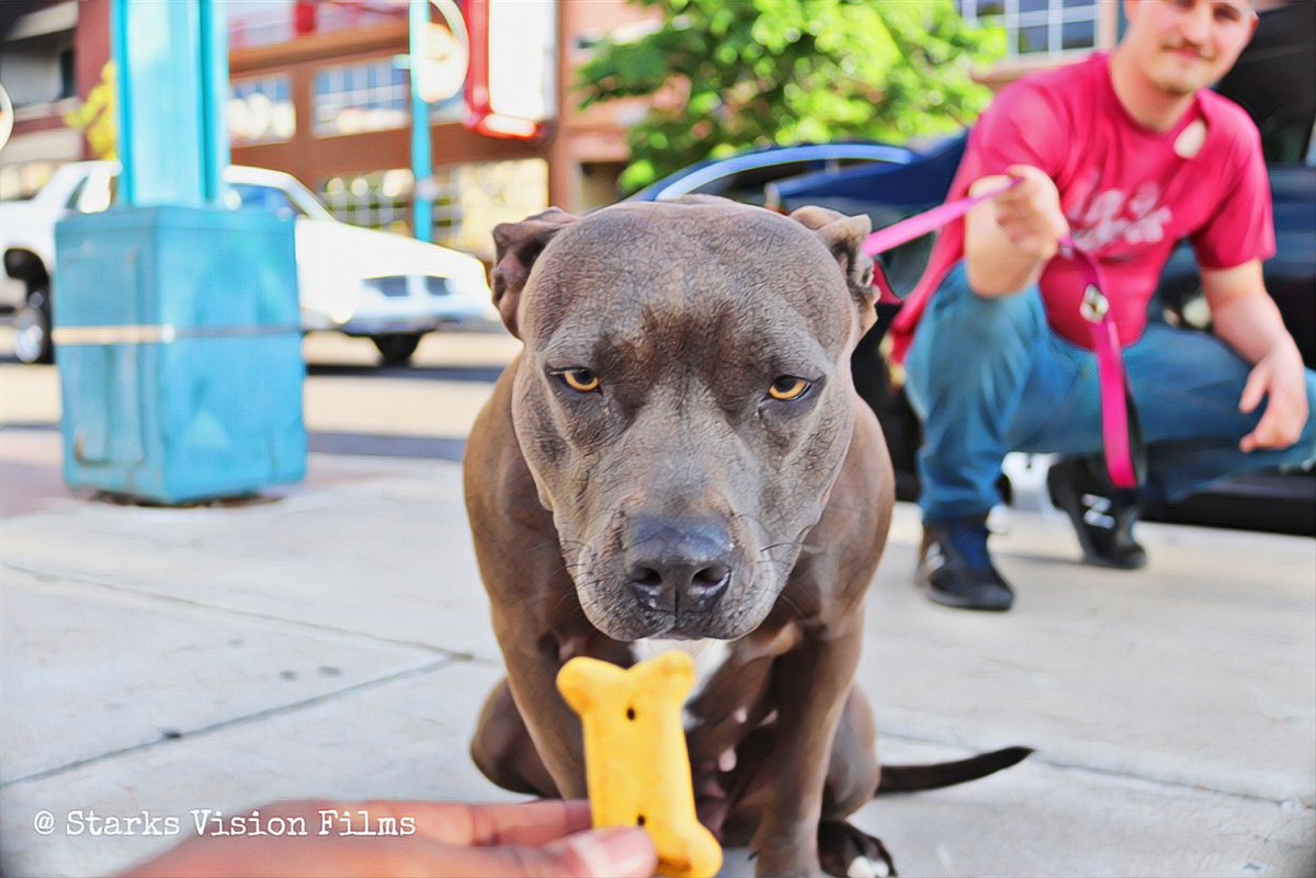 StarksVision18's tweet photo. Random Street photography cool bully and guy, she look scary but she is sweet not all pits are dangerous #pitbull #streetphotography #follobackforfolloback #follo4follo #folloback @StarksVision18 https://t.co/gP5eBmfITj