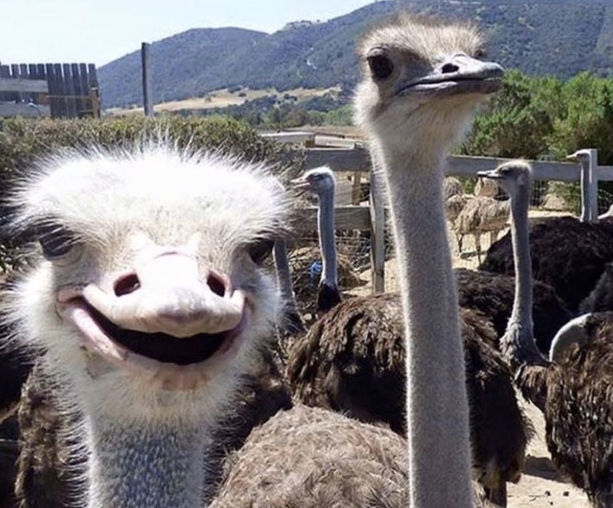 Keys2theCoast's tweet image. Explore with Keys2theCoast. Meet new people, experience new cultures &amp;amp; creatures #ostrich #buellton #k2tc
Travel@Keys2theCoast.com