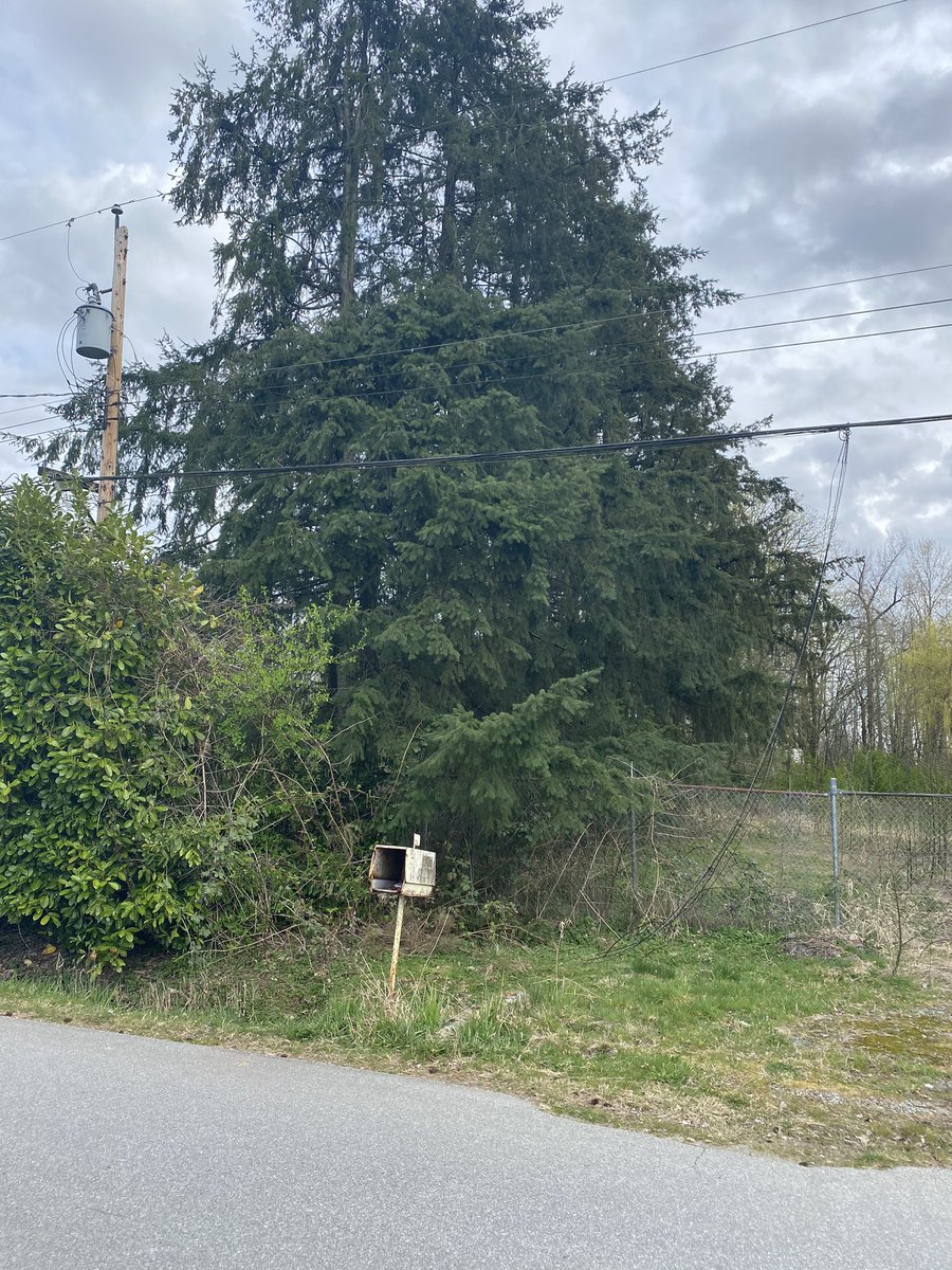 Joeymile's tweet photo. Hey @CityofSurrey or @bchydro 
Can one of you do something about this? https://t.co/Ab3yo2JVM3