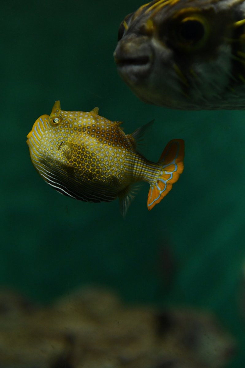 葛西臨海水族園 公式 先ほどアップしたオルネートカウフィッシュ撮影時のng集をお届けします サザングローブフィッシュがこちらに近づいてきて 様子をうかがっているようです おうちでかさりん ツイッターで楽しむ水族館 エア博物館 休園中の