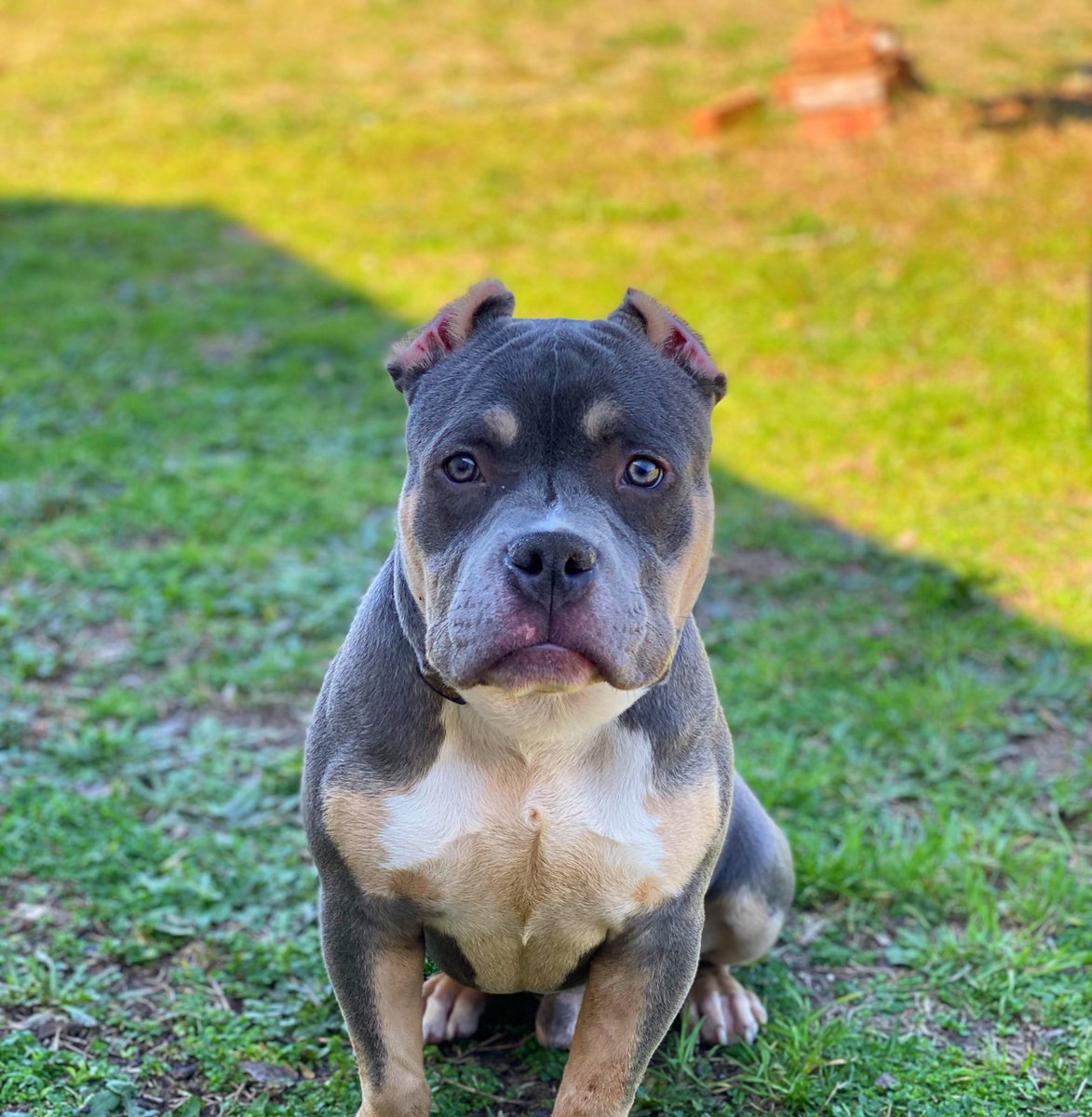 gangstresss's tweet photo. Caine be looking like a grown ass man 😭 #AmericanBully #TriBully #7Months 💕 https://t.co/BSwd0jsWWO