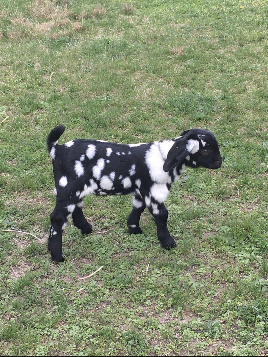 JohnnyCrites94's tweet photo. New billy goats for breeding this fall can’t want to see the baby’s these guys will make https://t.co/UfHQzEtFQh