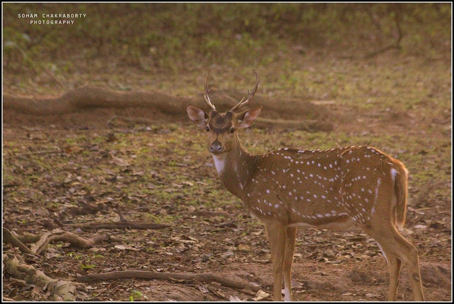 SaevusWildlife's tweet photo. Watchout. Clicked by #saevusgallery member SOHAM CHAKRABORTY at Nagarhole National Park.
#Photooftheday #naturephotography #wildlife #wildlifephotography #wildlifephotographer #nationalpark #photographer #Chital
#Axisaxis #deer https://t.co/XGOxBEGtM7