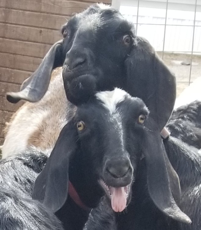 Not quiet.Though the one in question is the face on top in this picture. These were same year sisters from different moms.Switch Off is on top.Dingle Dongle is on the bottom.I'd blame the names on the kids, except I did it.