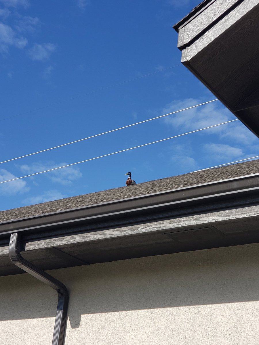 HereToFragU's tweet image. So, I was feeling really sad and defeated this morning when I went to work. Then I saw this little guy just chilling on the roof giving absolutely no fucks. Made my day so much better. #ItsTheLittleThings 🦆