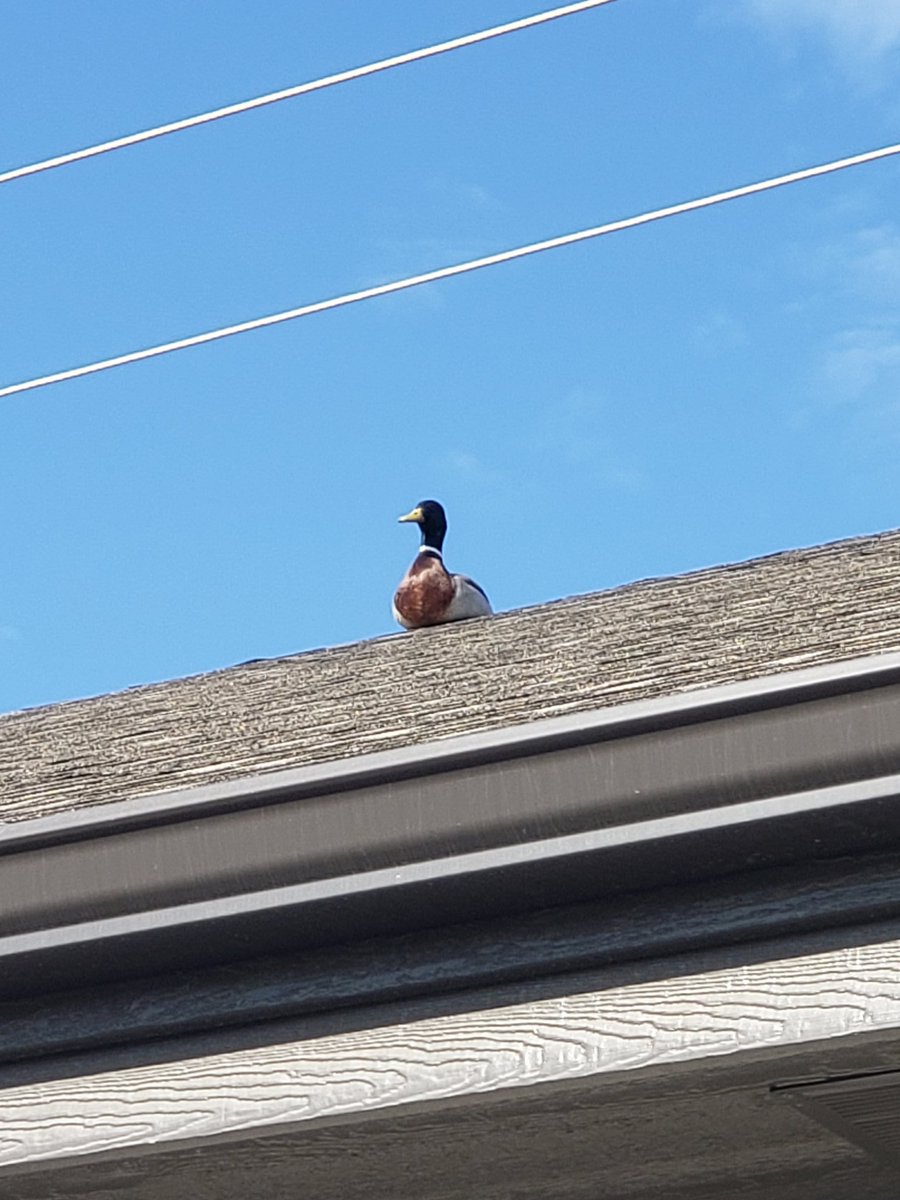 HereToFragU's tweet image. So, I was feeling really sad and defeated this morning when I went to work. Then I saw this little guy just chilling on the roof giving absolutely no fucks. Made my day so much better. #ItsTheLittleThings 🦆