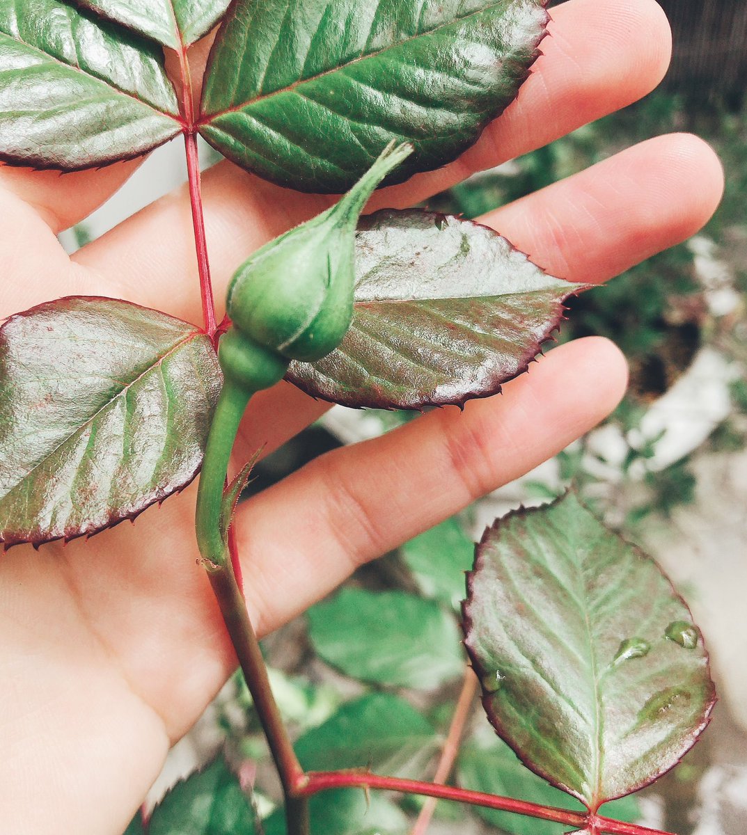 ことぶき على تويتر 初めてだし上手く育てられるかな と思いながら剪定やら植え替えやらしつつ愛でていたミニバラは冬を乗り越えて蕾をつけてくれたよ 購入してきたときの倍以上に歯茎も大きくなってて よかったなぁという気持ち 何色のバラが咲くのかなぁ